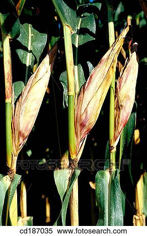 Corn View Large Photo Image Stock Photography - Corn. Fotosearch