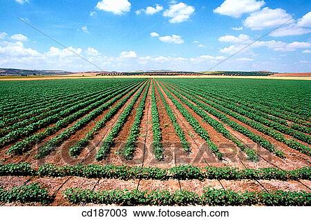 Cotton fields View Large Photo Image Stock Image - Cotton fields. Fotosearch