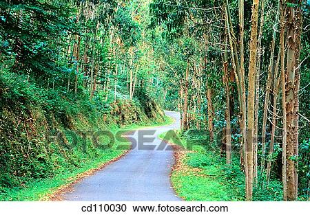 country, day, Eucalyptus, forest View Large Photo Image Stock Image - country, day, Eucalyptus, forest. Fotosearch