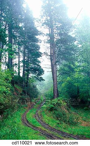 country, day, fog, forest, green View Large Photo Image Stock Image - country, day, fog, forest, green. Fotosearch
