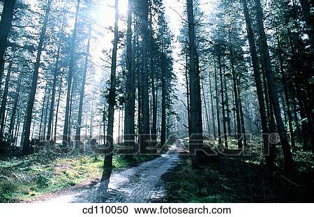 Stock Image - country, day, fog, forest. Fotosearch