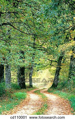 country, day, forest, green, nature View Large Photo Image Stock Image - country, day, forest, green, nature. Fotosearch