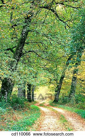 Stock Photograph - country, day, forest, green, nature. Fotosearch
