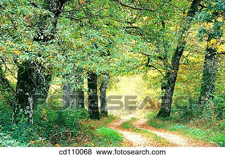 country, day, forest, green View Large Photo Image Stock Photo - country, day, forest, green. Fotosearch