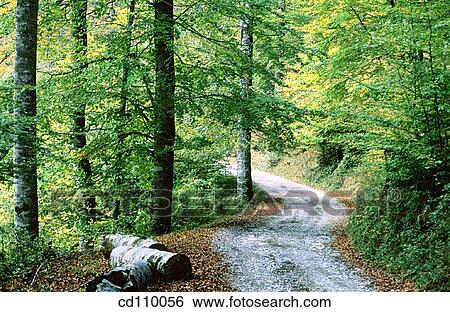 country, day, forest, green View Large Photo Image Stock Photograph - country, day, forest, green. Fotosearch