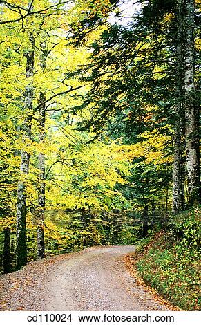 country, day, forest, nature, no people View Large Photo Image Picture - country, day, forest, nature, no people. Fotosearch