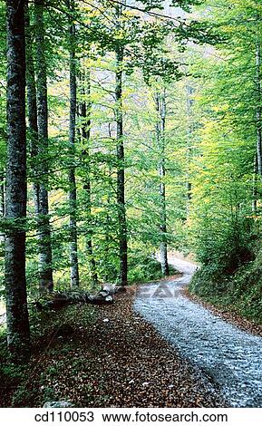 country, day, forest, nature, no people View Large Photo Image Stock Image - country, day, forest, nature, no people. Fotosearch