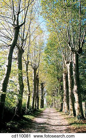 country, day, forest, nature, no people View Large Photo Image Stock Image - country, day, forest, nature, no people. Fotosearch