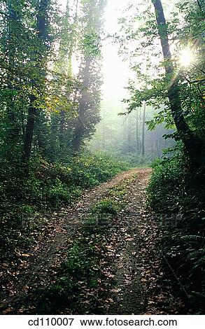 country, day, forest, nature, no people View Large Photo Image Stock Photo - country, day, forest, nature, no people. Fotosearch