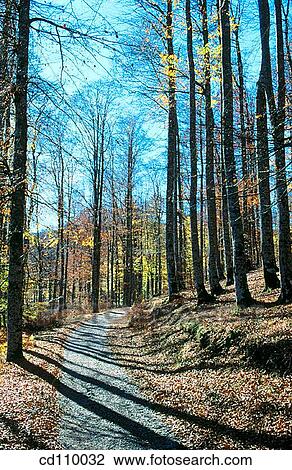 Stock Image - country, day, forest, nature. Fotosearch