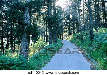 Stock Image - country, day, forest, nature. Fotosearch