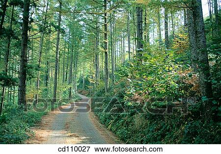country, day, forest, nature View Large Photo Image Stock Photo - country, day, forest, nature. Fotosearch