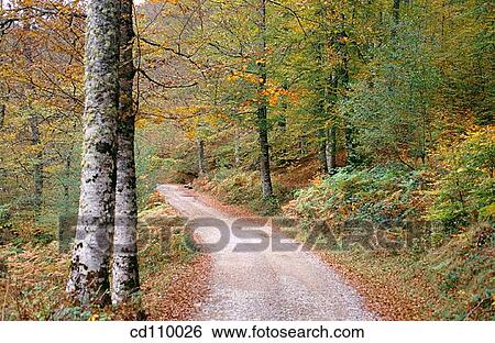 country, day, forest, nature View Large Photo Image Stock Photograph - country, day, forest, nature. Fotosearch