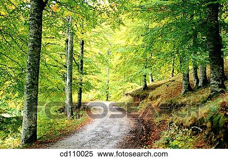 country, day, forest, nature View Large Photo Image Stock Photography - country, day, forest, nature. Fotosearch