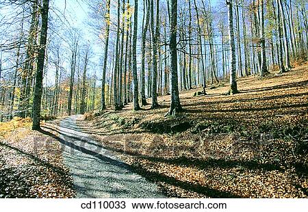 country, day, forest View Large Photo Image Stock Image - country, day, forest. Fotosearch