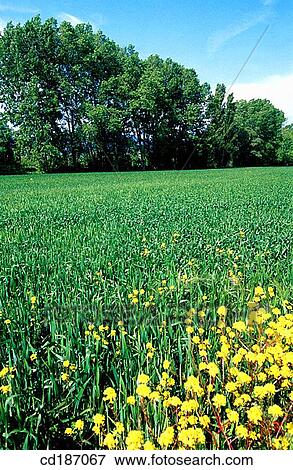 country, field, economy, day, agriculture View Large Photo Image Stock Photo - country, field, economy, day, agriculture. Fotosearch