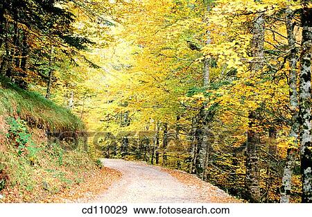 country, forest, day, autumn View Large Photo Image Stock Photo - country, forest, day, autumn. Fotosearch