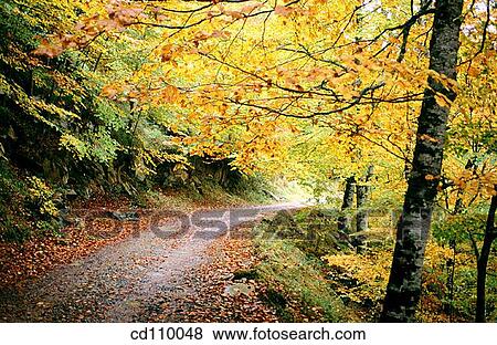 country, forest, day, autumn View Large Photo Image Stock Photo - country, forest, day, autumn. Fotosearch
