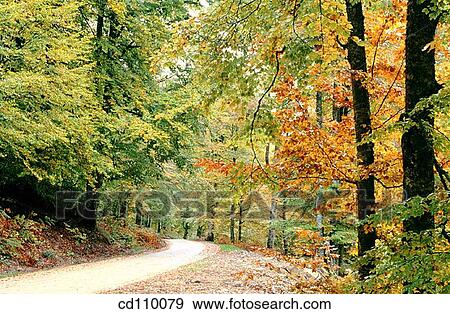 country, forest, day, autumn View Large Photo Image Stock Photo - country, forest, day, autumn. Fotosearch