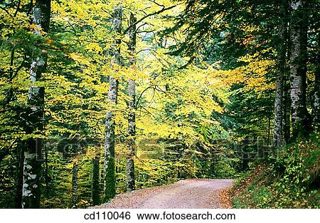 Stock Photograph - country, forest, day, autumn. Fotosearch