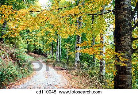 country, forest, day, autumn View Large Photo Image Stock Photography - country, forest, day, autumn. Fotosearch