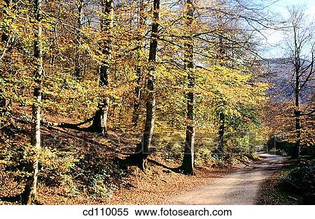 country, forest, day, autumn View Large Photo Image Stock Photography - country, forest, day, autumn. Fotosearch