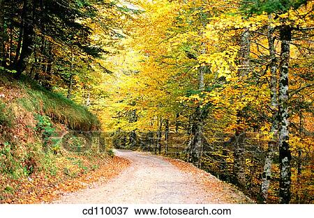 country, forest, foliage, day, autumn View Large Photo Image Stock Photo - country, forest, foliage, day, autumn. Fotosearch