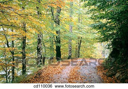 country, forest, foliage, day, autumn View Large Photo Image Stock Photograph - country, forest, foliage, day, autumn. Fotosearch