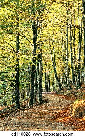 Stock Photo - country, nature, forest, day, autumn. Fotosearch