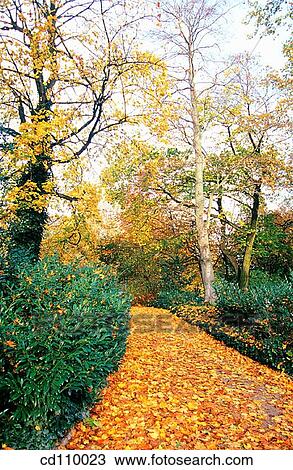 Stock Image - country, nature, leaf, day, autumn. Fotosearch