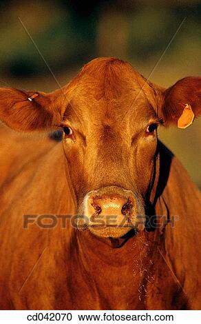 Cow View Large Photo Image Stock Image - Cow. Fotosearch