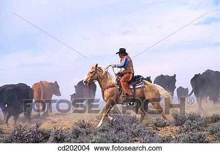 Cowboy herding cows. Wyoming. USA View Large Photo Image Picture - Cowboy herding cows. Wyoming. USA. Fotosearch