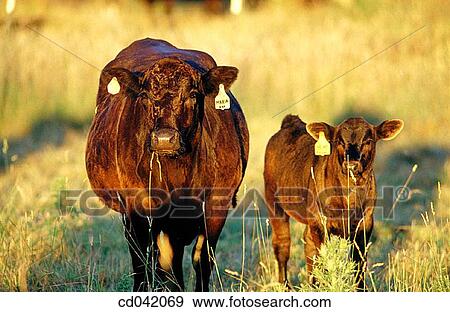 Cows in pasture View Large Photo Image Stock Photo - Cows in pasture. Fotosearch