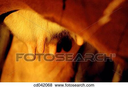 Cow's udders View Large Photo Image Stock Photo - Cow's udders. Fotosearch