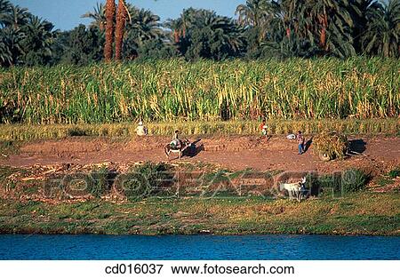 Crops at Nile River bank. Egypt View Large Photo Image Stock Photo - Crops at Nile River bank. Egypt. Fotosearch