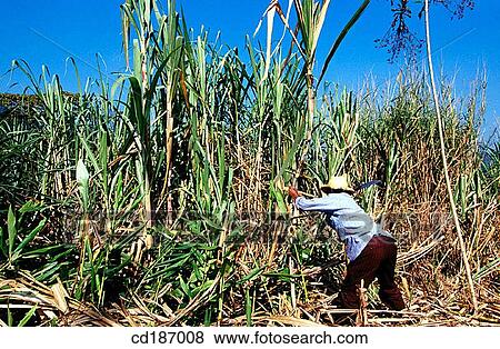 Cutting sugar cane. Veracruz. Mexico View Large Photo Image Stock Photo - Cutting sugar cane. Veracruz. Mexico. Fotosearch
