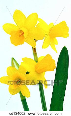 Stock Image - Daffodil, Narcissus hybr.. Fotosearch