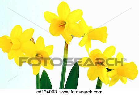 Daffodil, Narcissus hybr. View Large Photo Image Stock Image - Daffodil, Narcissus hybr.. Fotosearch