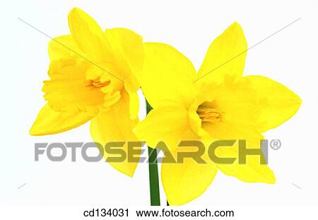 Daffodil, Narcissus hybr. View Large Photo Image Stock Image - Daffodil, Narcissus hybr.. Fotosearch