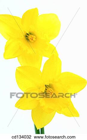 Daffodil, Narcissus hybr. View Large Photo Image Stock Image - Daffodil, Narcissus hybr.. Fotosearch