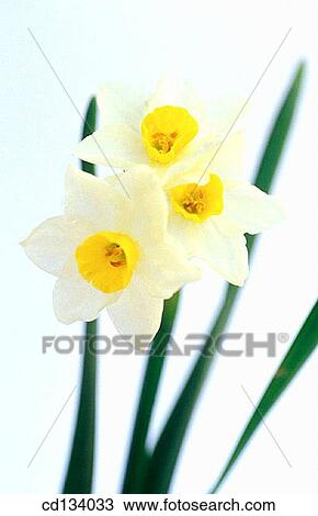 Daffodil, Narcissus tazetta View Large Photo Image Stock Image - Daffodil, Narcissus tazetta. Fotosearch