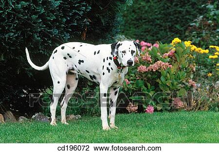 Dalmatian View Large Photo Image Stock Image - Dalmatian. Fotosearch