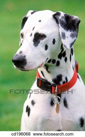 Dalmatian View Large Photo Image Stock Photo - Dalmatian. Fotosearch
