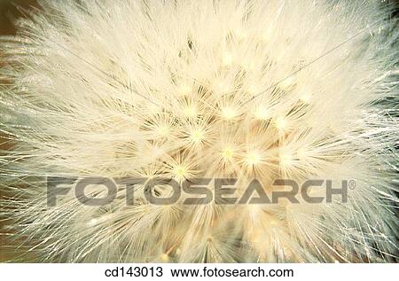 Dandelion (Taraxacum officinale) View Large Photo Image Stock Image - Dandelion (Taraxacum officinale). Fotosearch