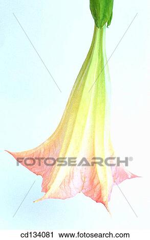 Datura arborea View Large Photo Image Stock Image - Datura arborea. Fotosearch