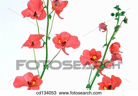 Stock Image - Diascia sp.. Fotosearch