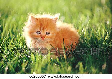 Domestic longhaired cat View Large Photo Image Stock Photo - Domestic longhaired cat. Fotosearch
