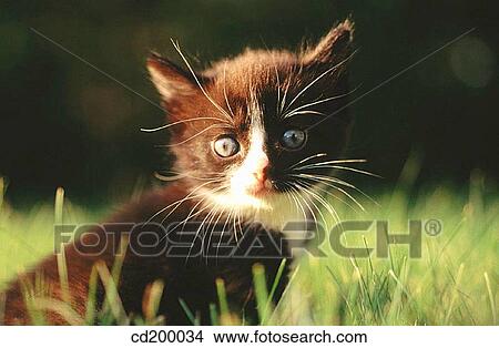 Domestic short hair kitten View Large Photo Image Picture - Domestic short hair kitten. Fotosearch