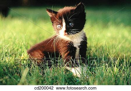 Domestic short hair kitten View Large Photo Image Stock Image - Domestic short hair kitten. Fotosearch
