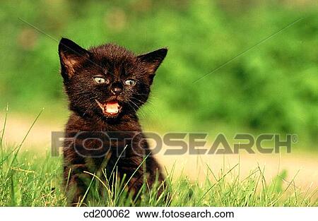 Domestic short hair kitten View Large Photo Image Stock Image - Domestic short hair kitten. Fotosearch